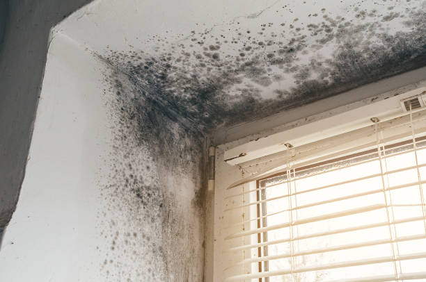 Trusted Black Mold Removal service in Berlin, PA - Cheap Mold Removal