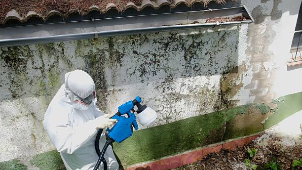 Top rated local Mold Cleanup specialists in Berlin, PA